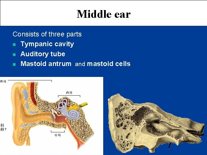 Middle ear Consists of three parts n Tympanic cavity n Auditory tube n Mastoid