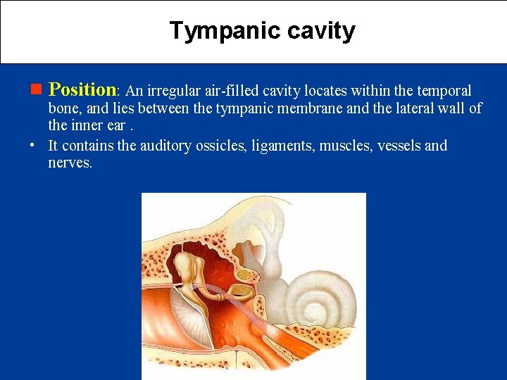 Tympanic cavity n Position: An irregular air-filled cavity locates within the temporal bone, and