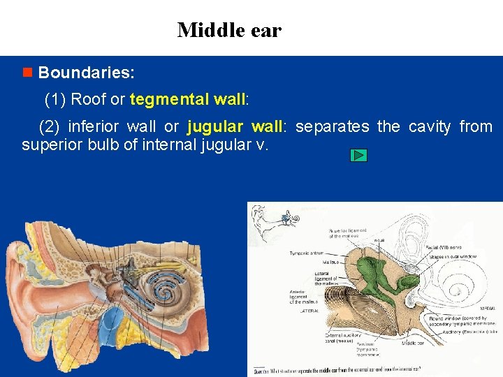 Middle ear n Boundaries: (1) Roof or tegmental wall: (2) inferior wall or jugular