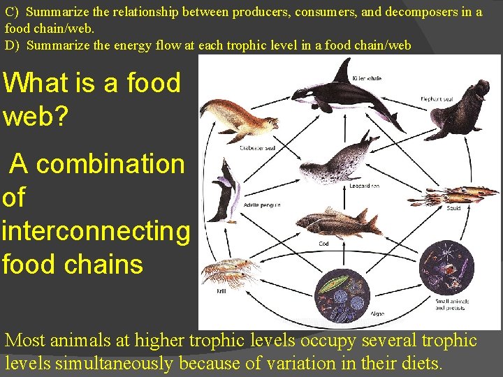 C) Summarize the relationship between producers, consumers, and decomposers in a food chain/web. D) C) Summarize the relationship between producers, consumers, and decomposers in a food chain/web. D)