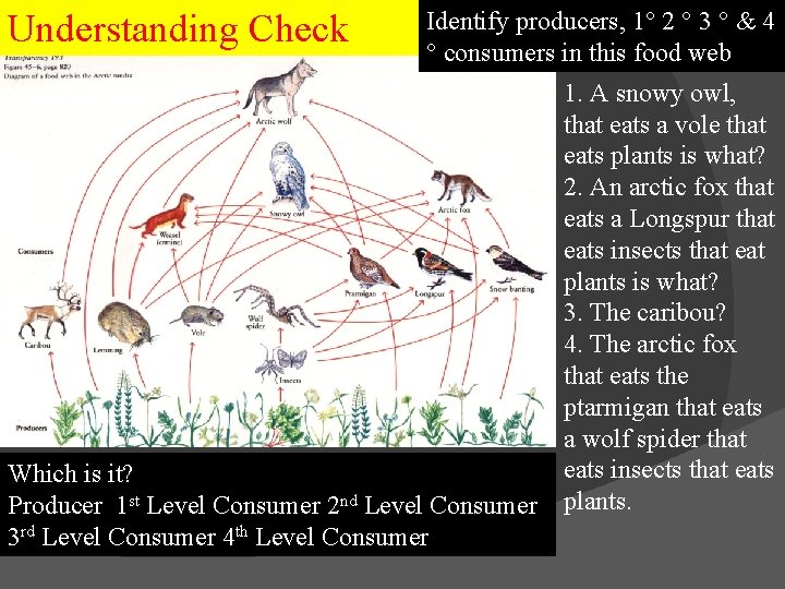 Identify producers, 1 2 3 & 4 Understanding Check A Food Web in the