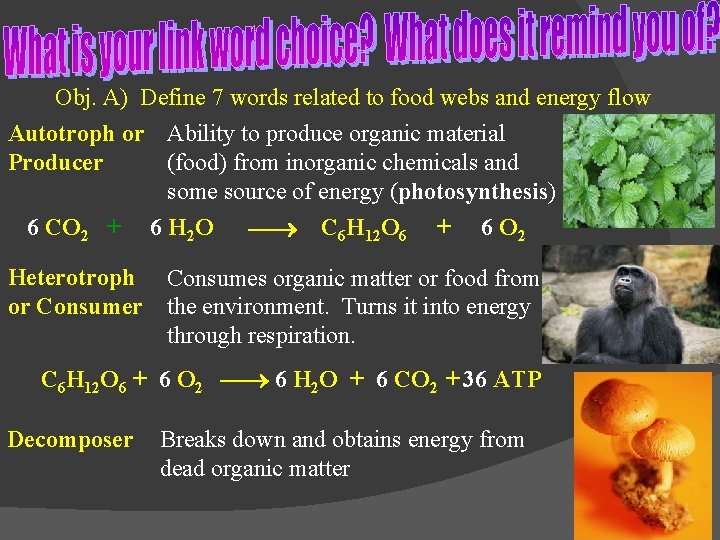 Obj. A) Define 7 words related to food webs and energy flow Autotroph or