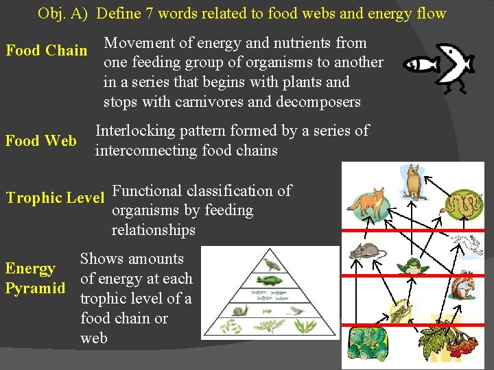 Obj. A) Define 7 words related to food webs and energy flow Food Chain Obj. A) Define 7 words related to food webs and energy flow Food Chain