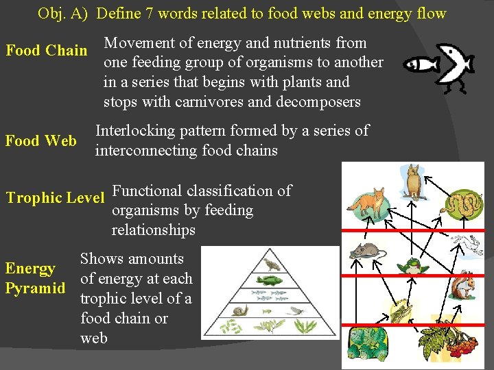 Obj. A) Define 7 words related to food webs and energy flow Food Chain