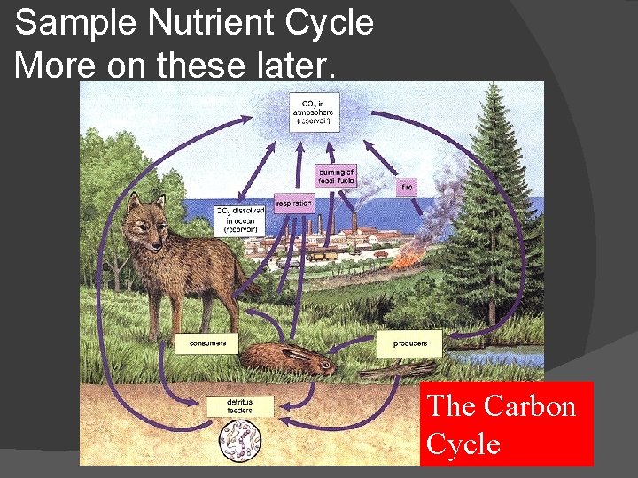 Sample Nutrient Cycle More on these later. The Carbon Cycle 