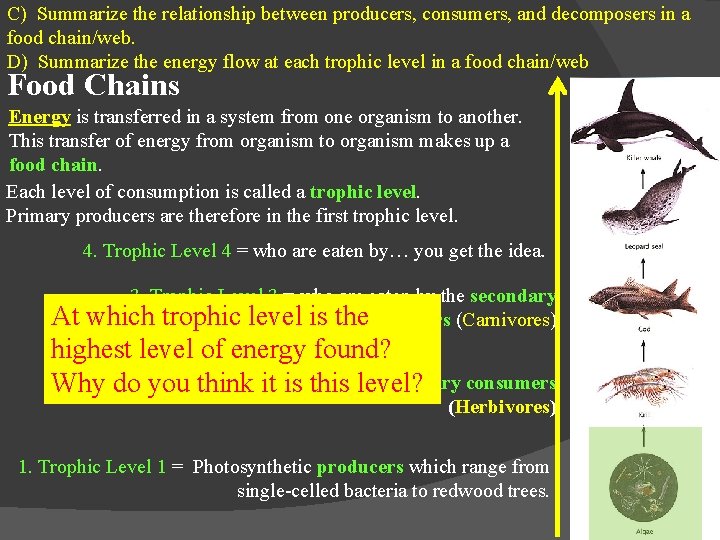 C) Summarize the relationship between producers, consumers, and decomposers in a food chain/web. D)