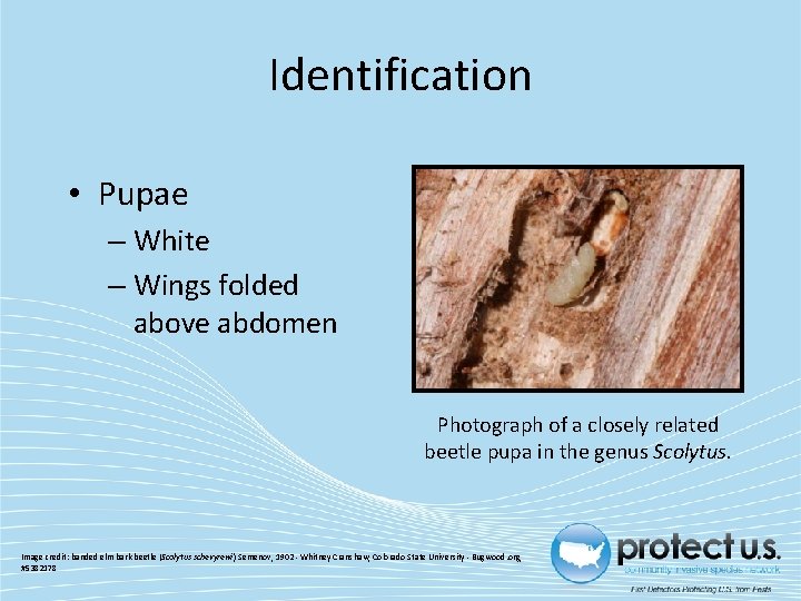 Identification • Pupae – White – Wings folded above abdomen Photograph of a closely