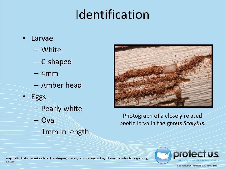 Identification • Larvae – White – C-shaped – 4 mm – Amber head •