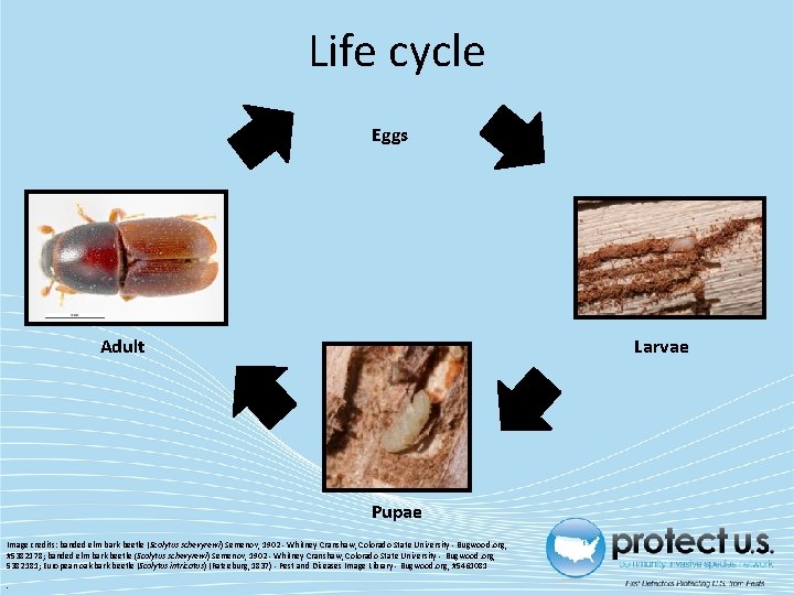 Life cycle Eggs Adult Larvae Pupae Image credits: banded elm bark beetle (Scolytus schevyrewi)