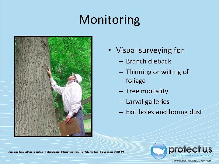 Monitoring • Visual surveying for: – Branch dieback – Thinning or wilting of foliage