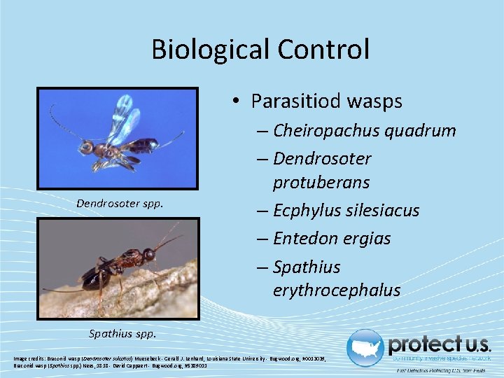 Biological Control • Parasitiod wasps Dendrosoter spp. – Cheiropachus quadrum – Dendrosoter protuberans –