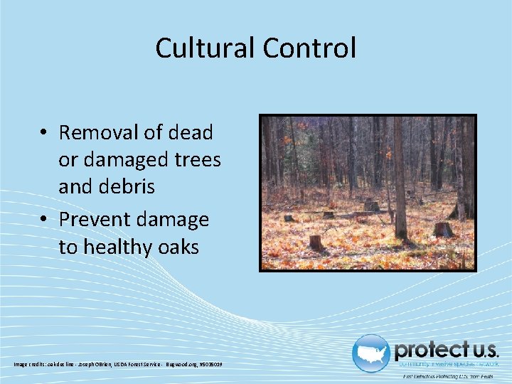 Cultural Control • Removal of dead or damaged trees and debris • Prevent damage