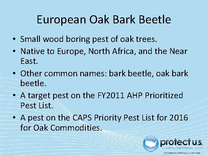 European Oak Bark Beetle • Small wood boring pest of oak trees. • Native