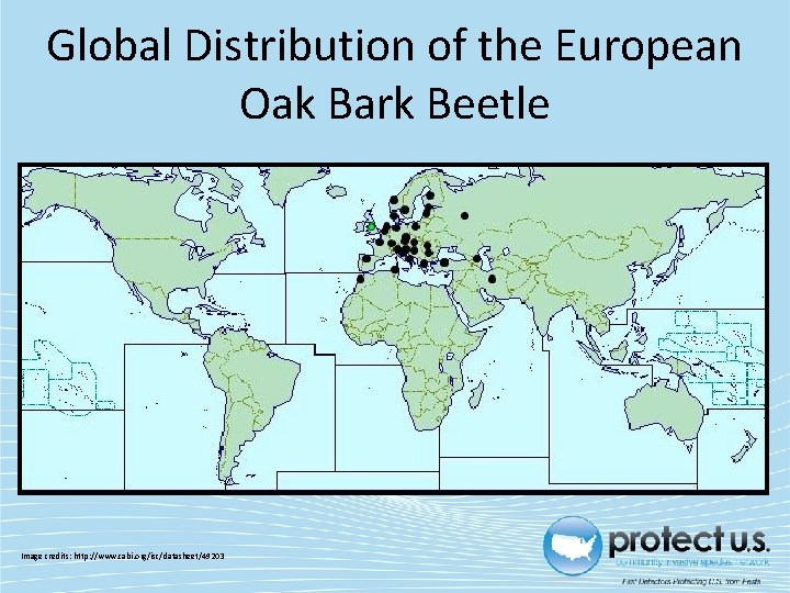 Global Distribution of the European Oak Bark Beetle Image credits: http: //www. cabi. org/isc/datasheet/49203