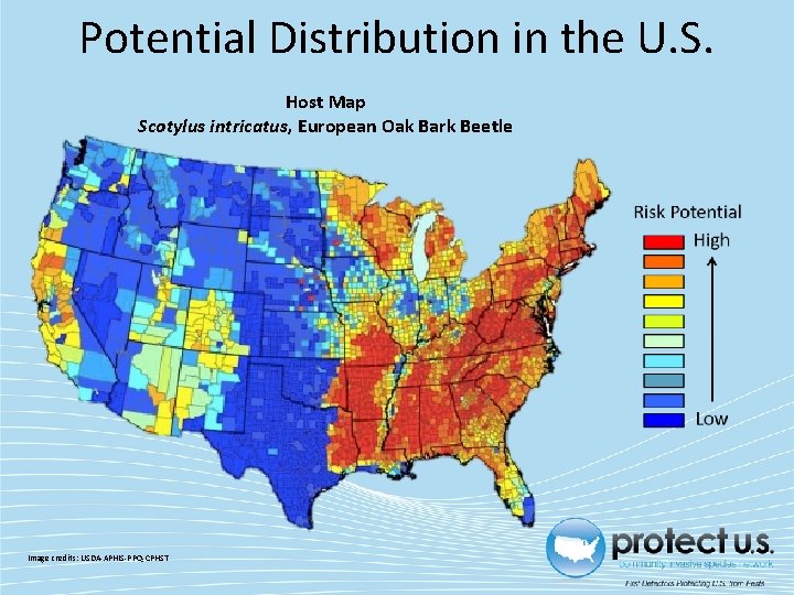 Potential Distribution in the U. S. Host Map Scotylus intricatus, European Oak Bark Beetle