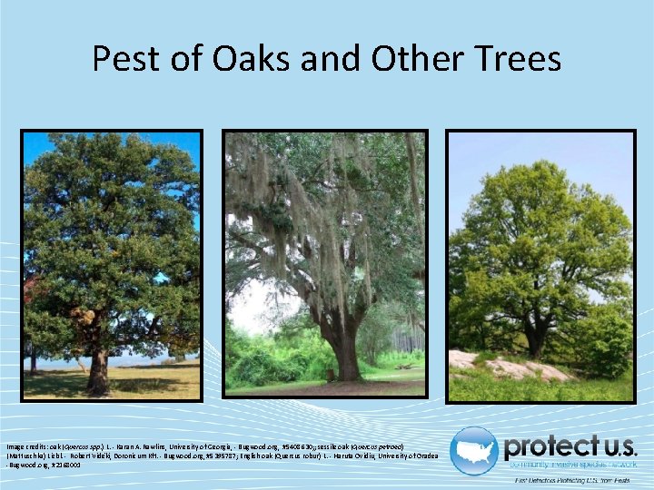 Pest of Oaks and Other Trees Image credits: oak (Quercus spp. ) L. -