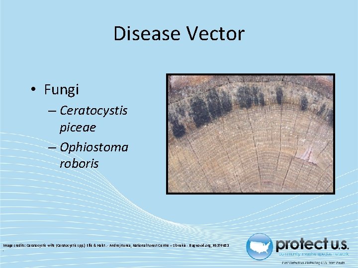 Disease Vector • Fungi – Ceratocystis piceae – Ophiostoma roboris Image credits: Ceratocystis wilts