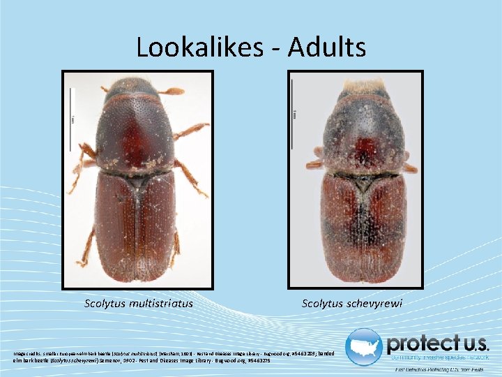 Lookalikes - Adults Scolytus multistriatus Scolytus schevyrewi Image credits: smaller European elm bark beetle