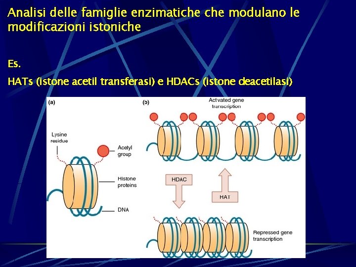 Analisi delle famiglie enzimatiche modulano le modificazioni istoniche Es. HATs (istone acetil transferasi) e