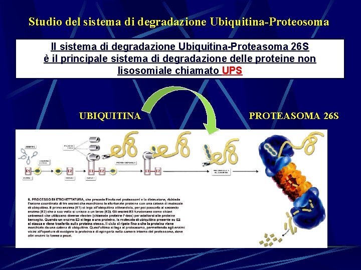 Studio del sistema di degradazione Ubiquitina-Proteosoma Il sistema di degradazione Ubiquitina-Proteasoma 26 S è