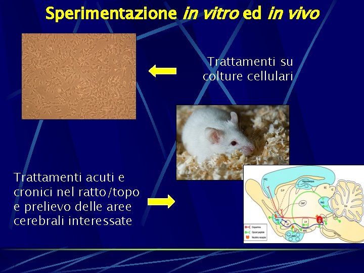 Sperimentazione in vitro ed in vivo Trattamenti su colture cellulari Trattamenti acuti e cronici