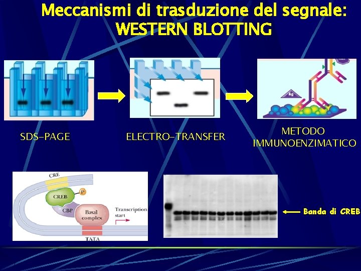 Meccanismi di trasduzione del segnale: WESTERN BLOTTING SDS-PAGE ELECTRO-TRANSFER METODO IMMUNOENZIMATICO Banda di CREB