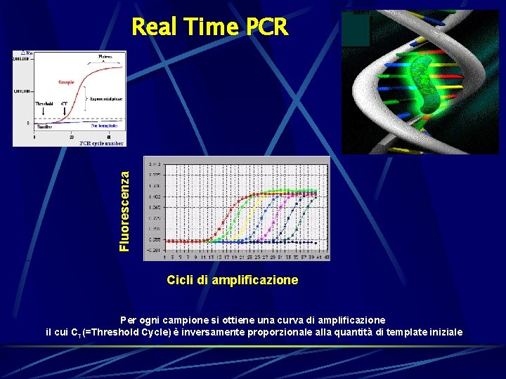 Fluorescenza Real Time PCR Cicli di amplificazione Per ogni campione si ottiene una curva