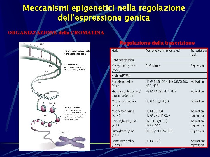 Meccanismi epigenetici nella regolazione dell’espressione genica ORGANIZZAZIONE della CROMATINA Regolazione della trascrizione 