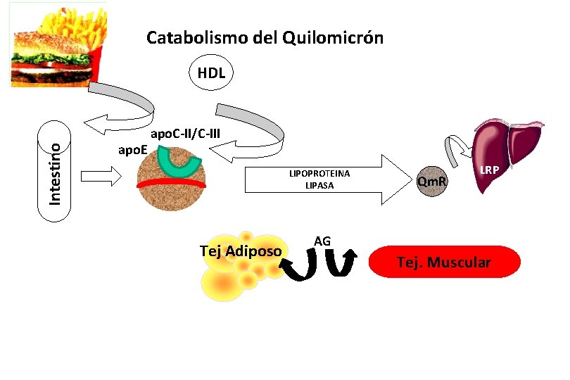 Catabolismo del Quilomicrón Intestino HDL apo. E apo. C-II/C-III LIPOPROTEINA LIPASA Tej Adiposo Qm.