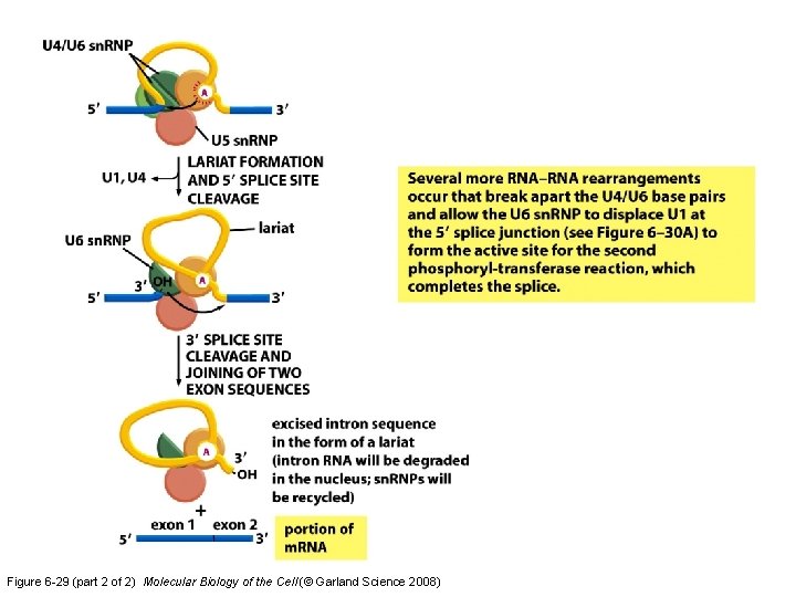 Figure 6 -29 (part 2 of 2) Molecular Biology of the Cell (© Garland