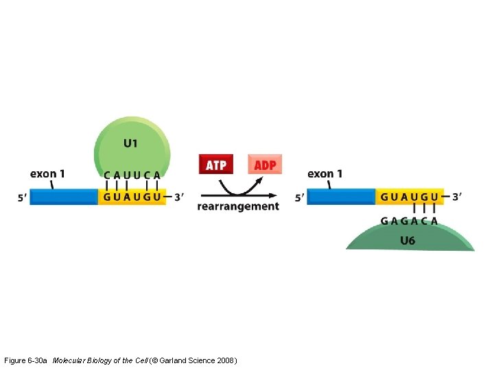 Figure 6 -30 a Molecular Biology of the Cell (© Garland Science 2008) 