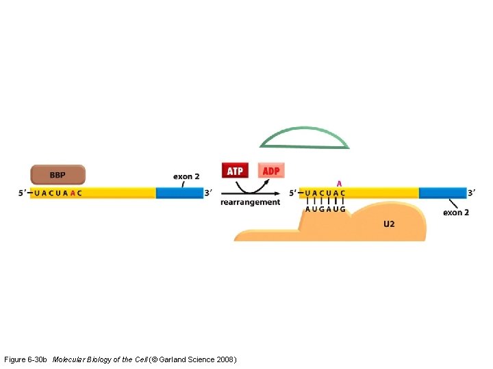 Figure 6 -30 b Molecular Biology of the Cell (© Garland Science 2008) 