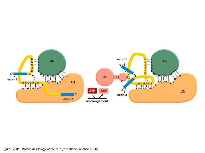 Figure 6 -30 c Molecular Biology of the Cell (© Garland Science 2008) 