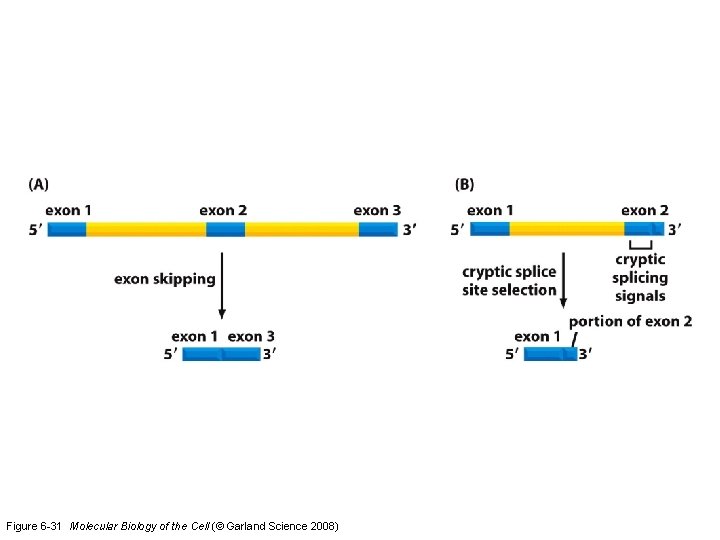 Figure 6 -31 Molecular Biology of the Cell (© Garland Science 2008) 