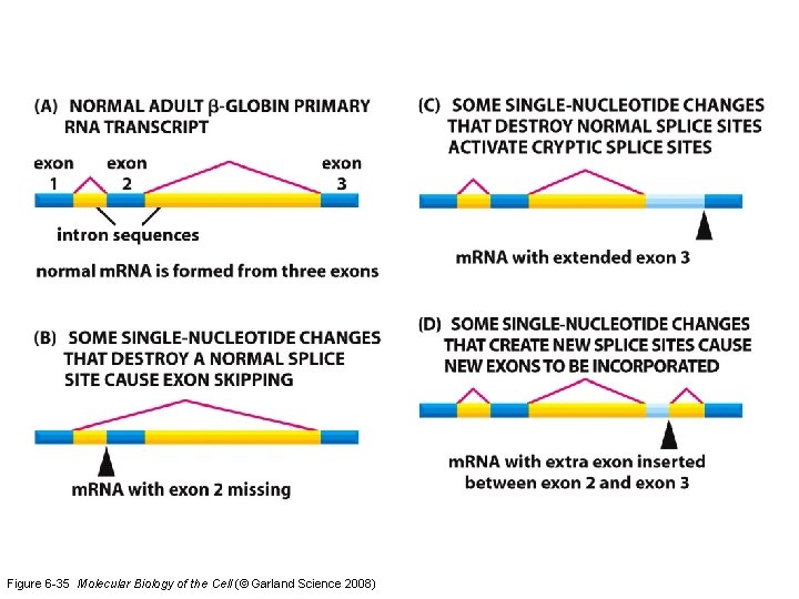 Figure 6 -35 Molecular Biology of the Cell (© Garland Science 2008) 