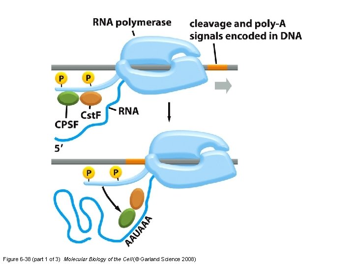 Figure 6 -38 (part 1 of 3) Molecular Biology of the Cell (© Garland