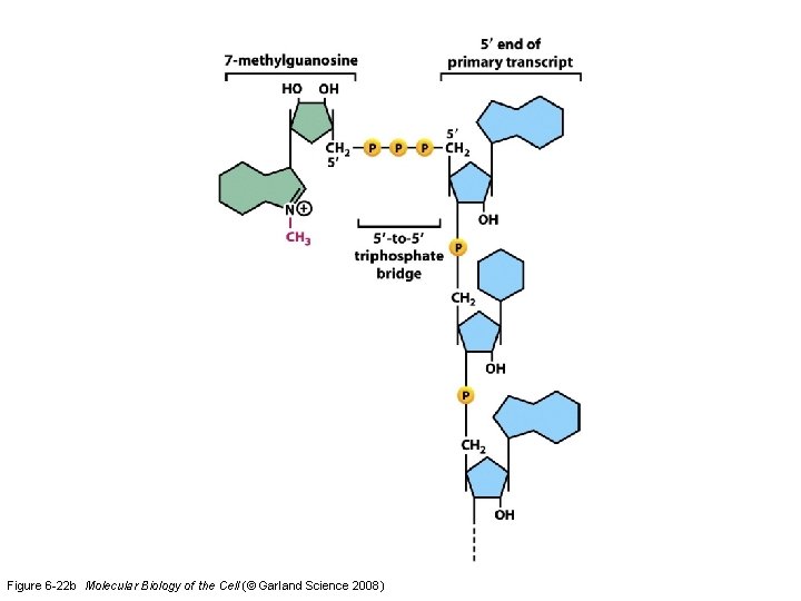 Figure 6 -22 b Molecular Biology of the Cell (© Garland Science 2008) 