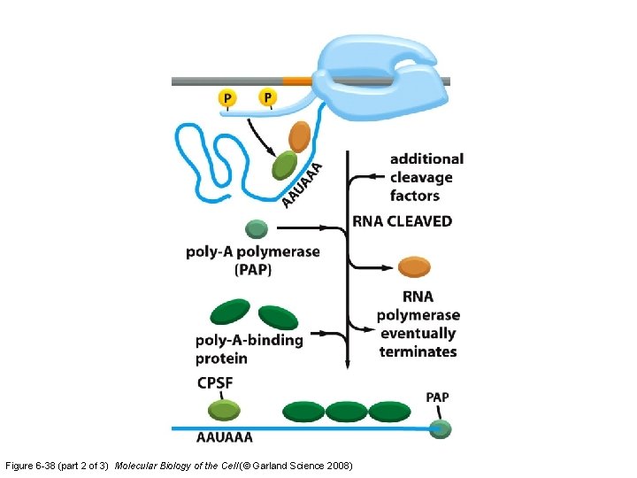 Figure 6 -38 (part 2 of 3) Molecular Biology of the Cell (© Garland