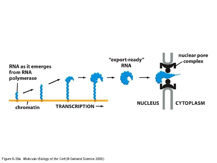 Figure 6 -39 a Molecular Biology of the Cell (© Garland Science 2008) 