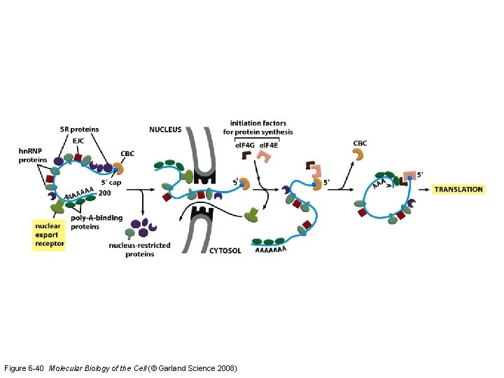Figure 6 -40 Molecular Biology of the Cell (© Garland Science 2008) 