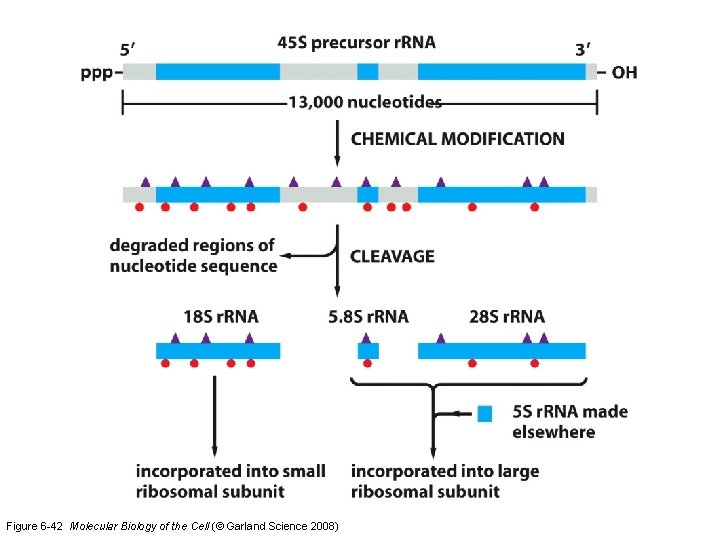 Figure 6 -42 Molecular Biology of the Cell (© Garland Science 2008) 