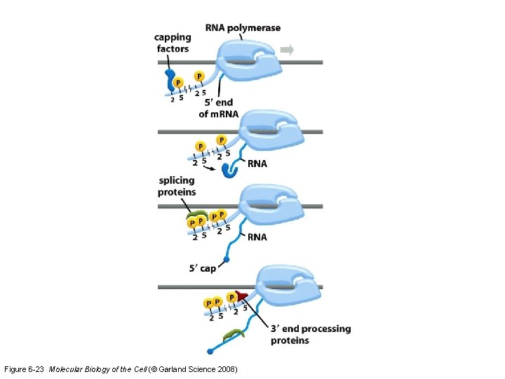 Figure 6 -23 Molecular Biology of the Cell (© Garland Science 2008) 