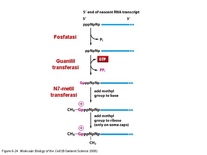 Fosfatasi Guanilil transferasi N 7 -metil transferasi Figure 6 -24 Molecular Biology of the