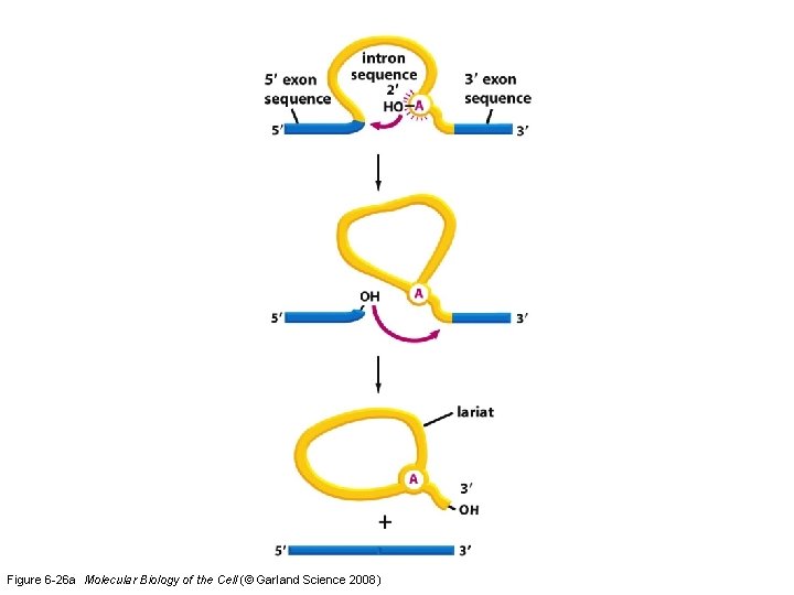 Figure 6 -26 a Molecular Biology of the Cell (© Garland Science 2008) 