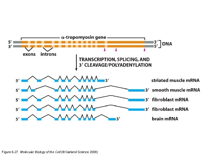 Figure 6 -27 Molecular Biology of the Cell (© Garland Science 2008) 