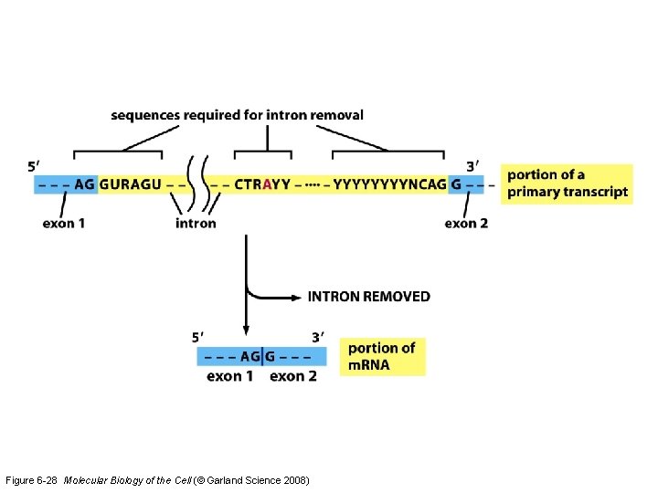 Figure 6 -28 Molecular Biology of the Cell (© Garland Science 2008) 