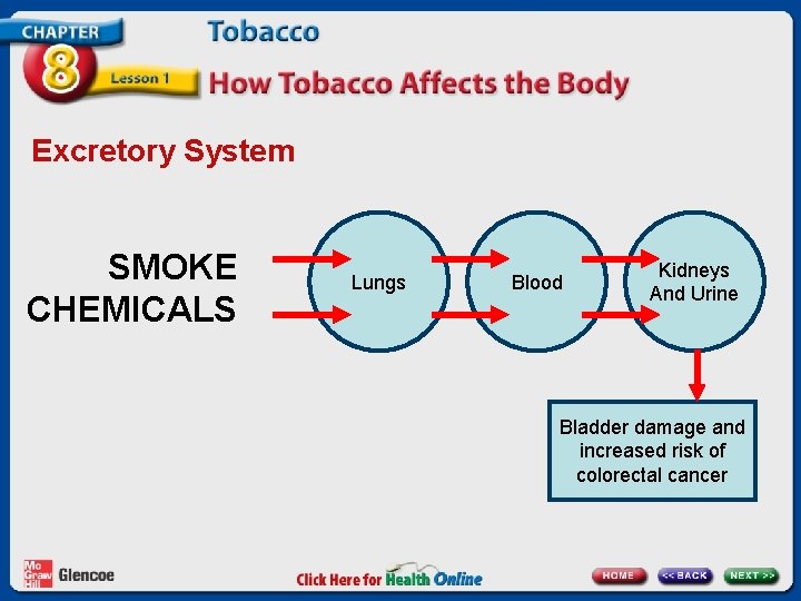 Excretory System SMOKE CHEMICALS Lungs Blood Kidneys And Urine Bladder damage and increased risk