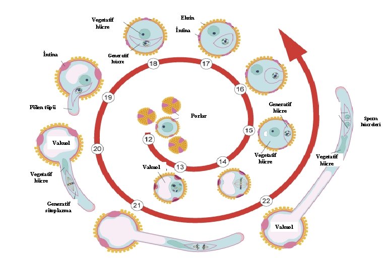 Eksin Vegetatif hücre İntina Generatif hücre Pölen tüpü Porlar Generatif hücre Sperm hücreleri Vakuol