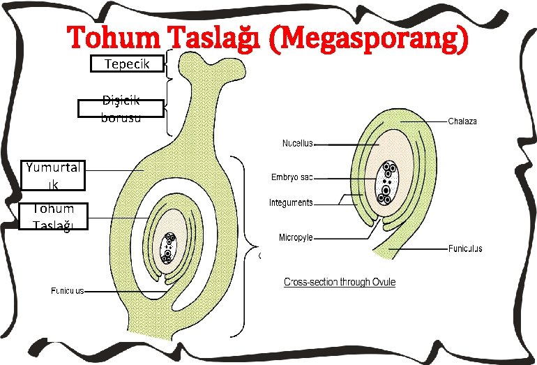 Tohum Taslağı (Megasporang) Tepecik Dişicik borusu Yumurtal ık Tohum Taslağı 