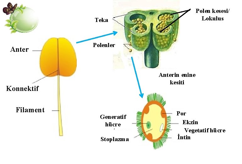 Polen kesesi/ Lokulus Teka Anter Polenler Anterin enine kesiti Konnektif Filament Generatif hücre Stoplazma